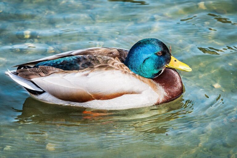body wash for yeast on skin