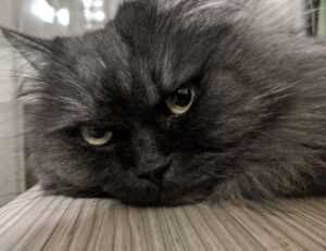 pc gaming chronotriggerpatchv19y32c1