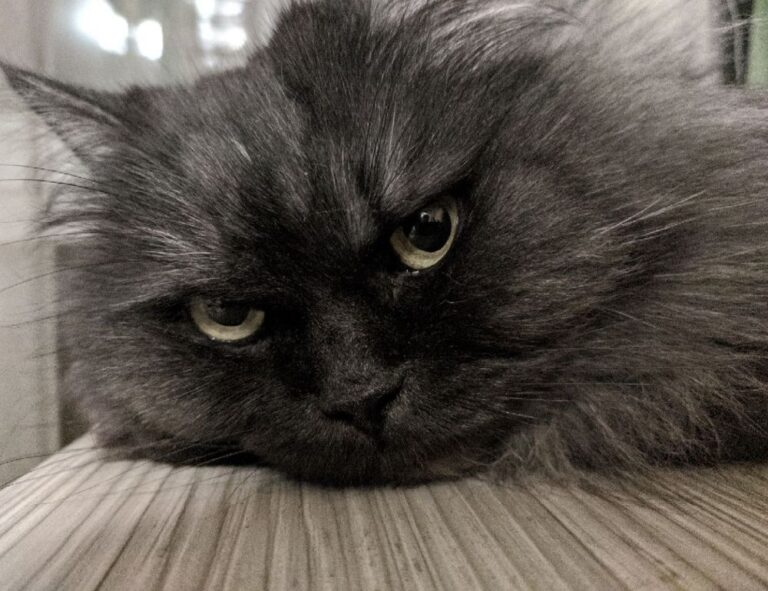 pc gaming chronotriggerpatchv19y32c1